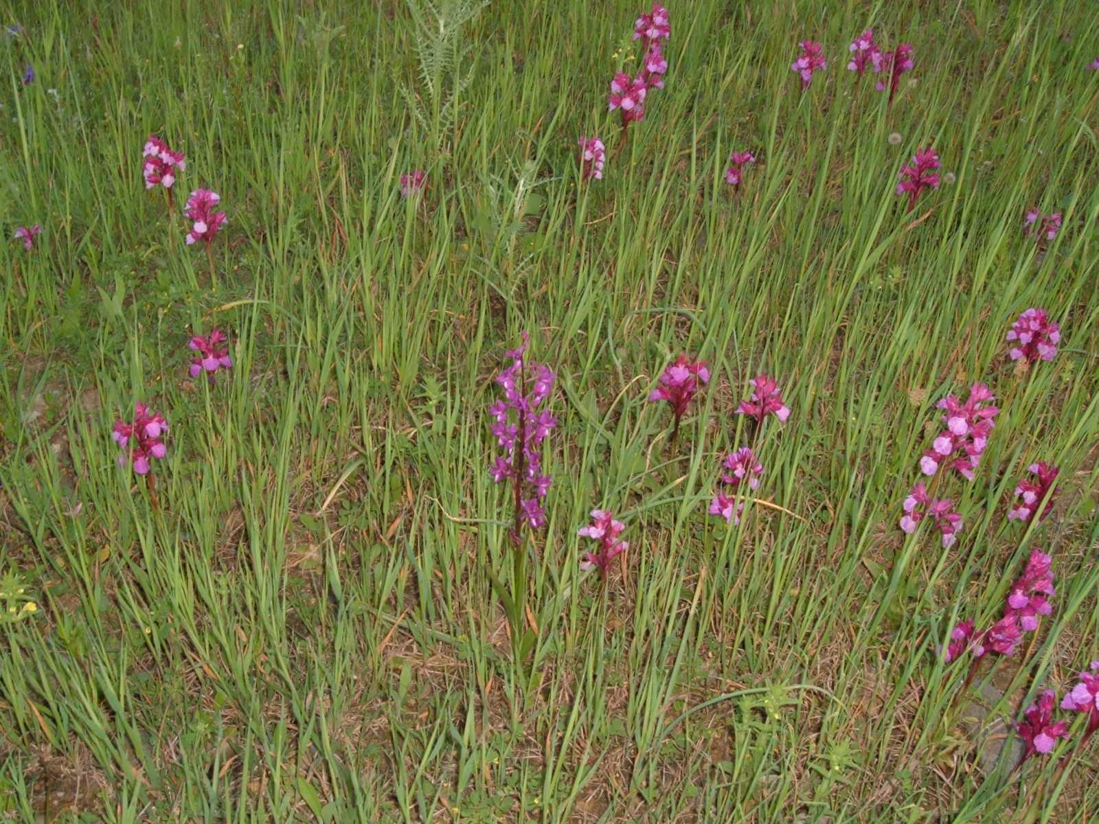 campo di orchis papilionacee..